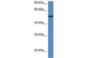 Western Blot showing 9030625A04Rik antibody used at a concentration of 1. (LACC1 抗体  (C-Term))