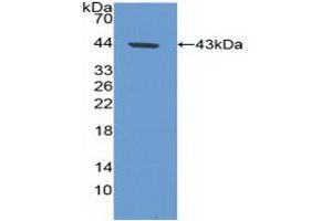 Western blot analysis of recombinant Human CA9. (CA9 抗体  (AA 59-414))