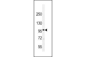 MYLK3 Antibody (Center) (ABIN655794 and ABIN2845224) western blot analysis in K562 cell line lysates (35 μg/lane). (MYLK3 抗体  (AA 535-562))