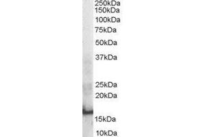ABIN2559907 staining (0. (SH2D1A 抗体  (Internal Region))