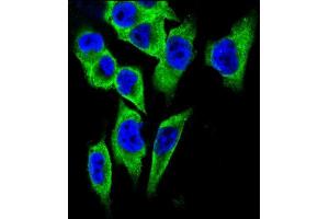 Confocal immunofluorescent analysis of LDHA Antibody (C-term) (ABIN657465 and ABIN2846493) with  cell followed by Alexa Fluor 488-conjugated goat anti-rabbit lgG (green). (Lactate Dehydrogenase A 抗体  (C-Term))
