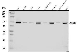 Western blot analysis of DNAJC11 using anti-DNAJC11 antibody (ABIN7599825).