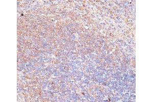 Immunohistochemistry of paraffin-embedded Mouse spleen using TMX1 Polyclonal Antibody at dilution of 1:100 (40x lens).