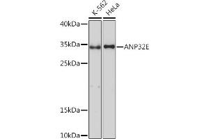 Western blot analysis of extracts of various cell lines, using E Rabbit pAb (ABIN7265378) at 1:1000 dilution. (ANP32E 抗体  (AA 1-70))