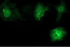 Anti-VSIG2 mouse monoclonal antibody (ABIN2454003) immunofluorescent staining of COS7 cells transiently transfected by pCMV6-ENTRY VSIG2 (RC200170). (VSIG2 抗体)