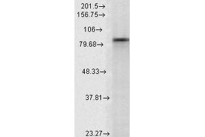 Western Blot analysis of Rat Lysates showing detection of Hsp90 alpha protein using Mouse Anti-Hsp90 alpha Monoclonal Antibody, Clone K41009 . (HSP90AA2 抗体  (AA 604-731))