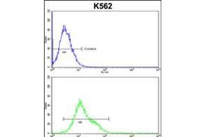 Flow cytometric analysis of k562 cells (bottom histogram) compared to a negative control cell (top histogram). (CROT 抗体  (N-Term))