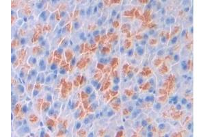 Detection of SPD in Mouse Pancreas Tissue using Polyclonal Antibody to Surfactant Associated Protein D (SPD) (SFTPD 抗体  (AA 259-374))