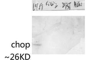 Western Blot (WB) analysis of specific lysis using CHOP Polyclonal Antibody.