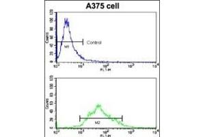Flow cytometric analysis of  cells using KREMEN1 Antibody (N-term) (bottom histogram) compared to a negative control cell (top histogram). (KREMEN1 抗体  (N-Term))