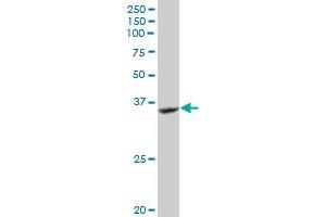 GRAP2 MaxPab rabbit polyclonal antibody. (GRAP2 抗体  (AA 1-330))