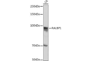 Western blot analysis of extracts of C6 cells, using R Rabbit mAb (ABIN7269840) at 1:500 dilution. (RALBP1 抗体)