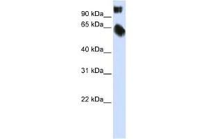 WB Suggested Anti-TSC22D2 Antibody Titration:  0. (TSC22D2 抗体  (C-Term))