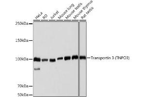 Western blot analysis of extracts of various cell lines, using Transportin 3 (Transportin 3 (TNPO3)) Rabbit mAb (ABIN7270971) at 1:1000 dilution. (Transportin 3 抗体)
