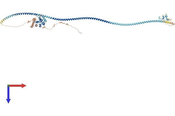 RUFY1 Protein (AA 1-712) (His tag)