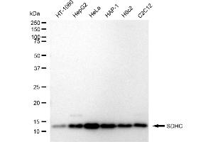 Western blotting analysis using SDHC antibody (ABIN7800455).