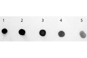 Dot Blot (DB) image for Goat anti-Human IgM (Heavy & Light Chain) antibody (Alkaline Phosphatase (AP)) - Preadsorbed (ABIN102625)