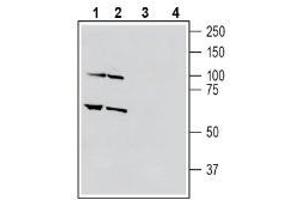 Western blot analysis of human THP-1 monocytic leukemia cell line lysate (lanes 1 and 3) and human HL-60 promyelocytic leukemia cell line lysate (lanes 2 and 4): - 1-2. (Sema4a 抗体  (Extracellular, N-Term))