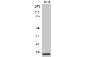 Western Blotting (WB) image for anti-Interferon-Induced Transmembrane Protein 3 (IFITM3) (N-Term) antibody (ABIN3175588) (IFITM3 抗体  (N-Term))