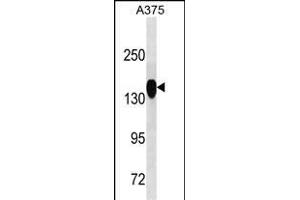 ANPEP Antibody (ABIN1539917 and ABIN2843863) western blot analysis in  cell line lysates (35 μg/lane). (CD13 抗体)