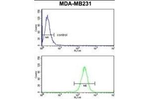 NCF1C Antibody (C-term) (ABIN652634 and ABIN2842424) flow cytometry analysis of MDA-M cells (bottom histogram) compared to a negative control cell (top histogram). (NCF1C 抗体  (C-Term))