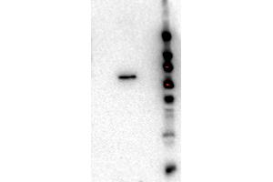 Western Blot of Rat monoclonal anti-AKT2 antibody. (AKT2 抗体  (Internal Region) (Biotin))