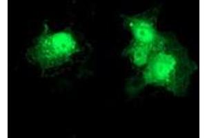 Immunofluorescence (IF) image for anti-Deoxythymidylate Kinase (Thymidylate Kinase) (DTYMK) antibody (ABIN1497920) (DTYMK 抗体)