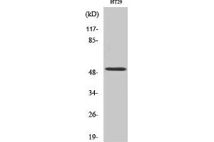Western Blot analysis of various cells using HNF-4α Polyclonal Antibody diluted at 1:2000.