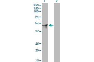 Western Blotting (WB) image for anti-Cytohesin 2 (CYTH2) (AA 314-399) antibody (ABIN466143) (Cytohesin 2 抗体  (AA 314-399))