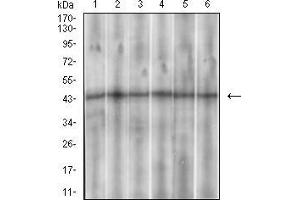 Western blot analysis using SSTR3 mouse mAb against Hela (1), PANC-1 (2), PC-12 (3),SK-N-SH (4), U937 (5) and HepG2 (6) cell lysate.