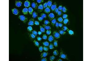 IF analysis of REA/PHB2 using anti-REA/PHB2 antibody (ABIN7599240). (Prohibitin 2 抗体  (AA 1-299))