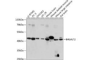 Western blot analysis of extracts of various cell lines, using B4G antibody (ABIN7271198) at 1:1000 dilution. (B4GALT2 抗体  (AA 155-271))