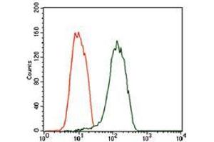 Flow cytometric analysis of SK-N-SH cells using NEFM mouse mAb (green) and negative control (red). (NEFM 抗体  (AA 381-443))