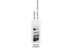Western Blotting (WB) image for anti-HECT and RLD Domain Containing E3 Ubiquitin Protein Ligase Family Member 6 (HERC6) (N-Term) antibody (ABIN2774750)