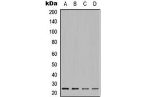 Western blot analysis of POLR2E expression in A549 (A), Jurkat (B), HeLa (C), PC12 (D) whole cell lysates. (POLR2E 抗体  (Center))