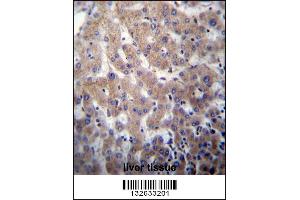 POFUT2 Antibody immunohistochemistry analysis in formalin fixed and paraffin embedded human liver tissue followed by peroxidase conjugation of the secondary antibody and DAB staining.