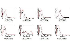 BOSC23 cells were transiently transfected with expression vectors containing either the cDNA of CEACAM1, CEACAM3, 4, 6, 8 19, or 20. (CEACAM16 抗体)