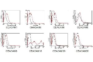 BOSC23 cells were transiently transfected with expression vectors containing either the cDNA of CEACAM1, CEACAM3, 4, 6, 8 19, or 20.