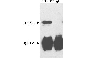 anti-Regulatory Factor X 5 (RFX5) (C-Term) antibody