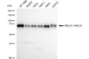 Western blotting analysis using PKC delta + PKC theta antibody (ABIN7799841).