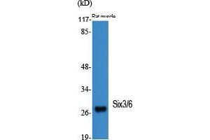 Western Blot (WB) analysis of specific cells using Six3/6 Polyclonal Antibody. (Six3/6 抗体  (Internal Region))