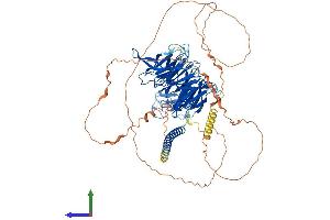 Protein Structure (PS) image for Ring Finger and WD Repeat Domain 3 (RFWD3) (AA 1-774) protein (His tag) (ABIN7555192)
