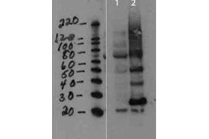 Western Blot of Rabbit anti-MMTV antibody. (FAM89B 抗体)