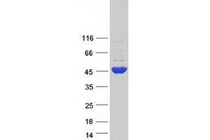 Validation with Western Blot (GFOD1 Protein (Myc-DYKDDDDK Tag))