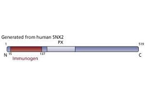 Image no. 2 for anti-Sorting Nexin 2 (SNX2) (AA 15-137) antibody (ABIN968465) (Sorting Nexin 2 抗体  (AA 15-137))