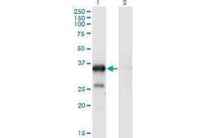 Western Blot analysis of WBP2 expression in transfected 293T cell line by WBP2 monoclonal antibody (M02), clone 3B1. (WBP2 抗体  (AA 1-261))