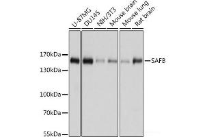Western blot analysis of extracts of various cell lines using SAFB Polyclonal Antibody at dilution of 1:1000. (SAFB 抗体)