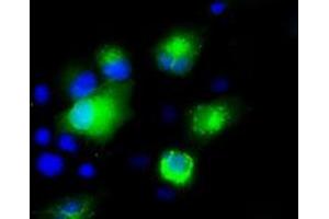 Anti-SILV mouse monoclonal antibody (ABIN2452228) immunofluorescent staining of COS7 cells transiently transfected by pCMV6-ENTRY SILV (RC200663). (Melanoma gp100 抗体)