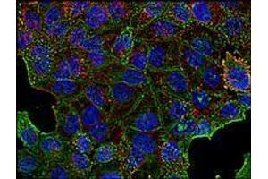 Immunofluorescence (IF) image for anti-Clathrin Heavy Chain (CLTC) (Heavy Chain) antibody (ABIN238388) (Clathrin Heavy Chain (CLTC) (Heavy Chain) 抗体)