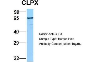 Host: Rabbit Target Name: EGFL8 Sample Type: Hela Antibody Dilution: 1. (CLPX 抗体  (C-Term))